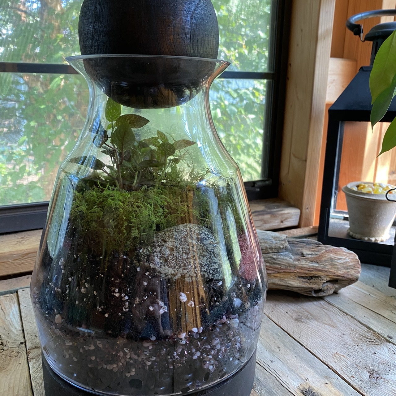 Guide to Terrariums: The Correct Supplies, Plants & More