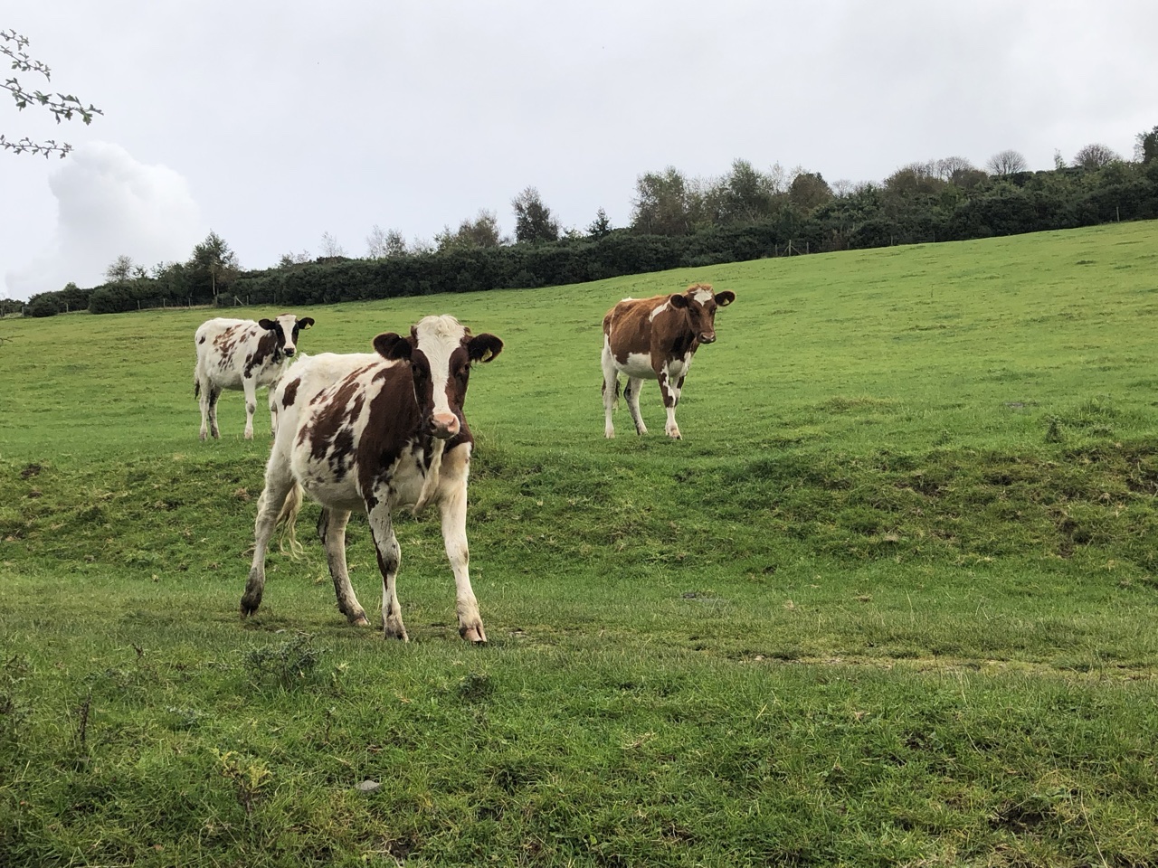 295FEA6D F513 4C85 AA0A D44FEB2A2440 - Walking the Coast to Coast Wainswright Route in Northern England ~ Day Eleven