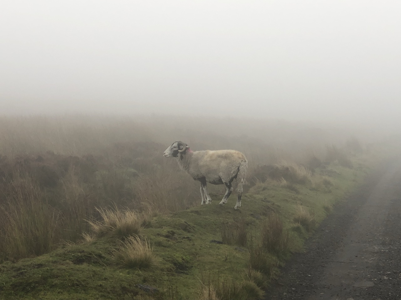 77005F72 9791 4ABE 90C4 969BAB806219 - Walking the Coast to Coast Wainswright Route in Northern England ~ Day Thirteen