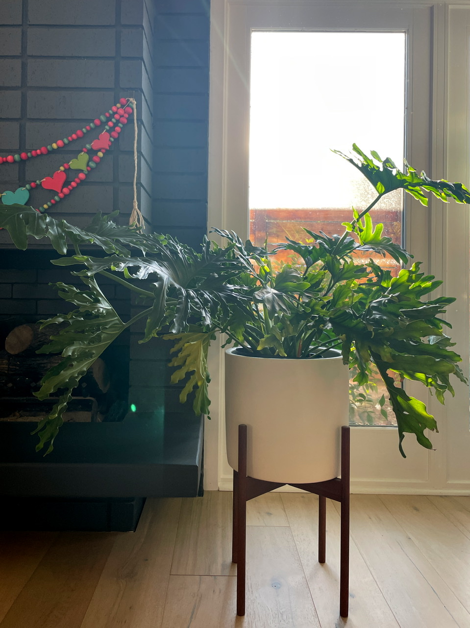 848178EA C740 427A 9259 854E472BCBF8 - Introducing Indoor Digs - Hope Philodendron