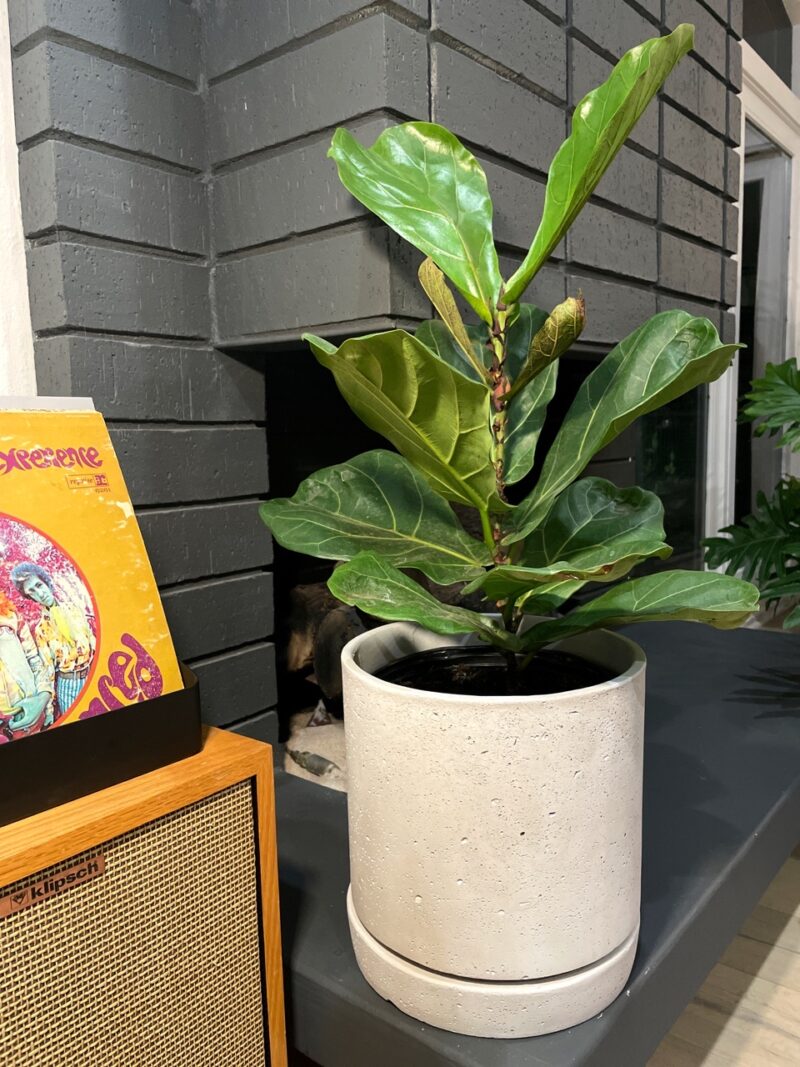 Fiddle leaf in a white vertical pot