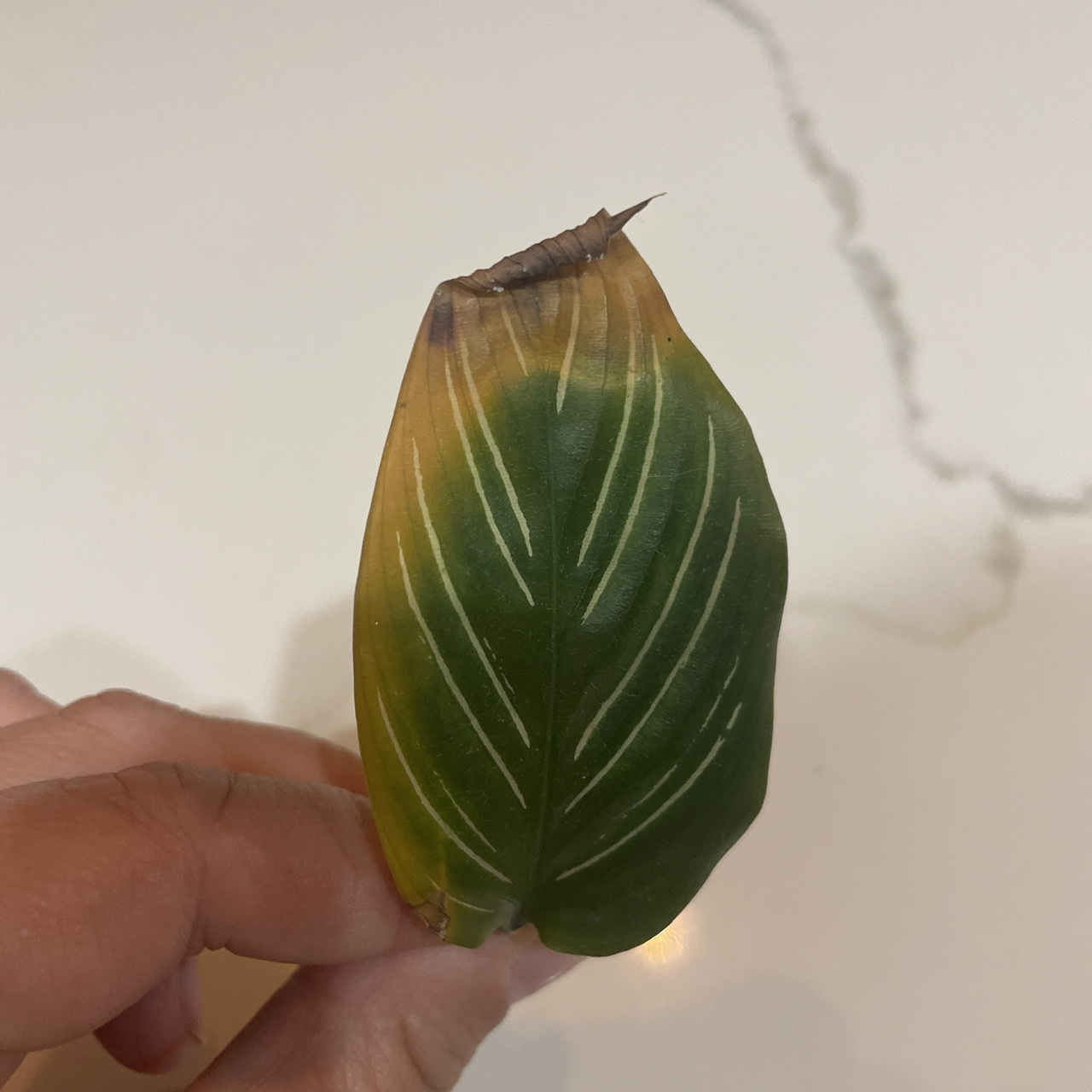 EF9AD123 80DE 4BD3 A61F 0AD2188FFFFD - Indoor Digs - Meet the Calathea